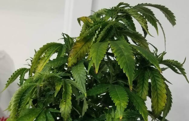 Cannabis Plant Problem Boron Deficiency