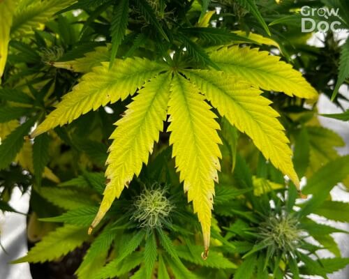 Carence en azote dans le cannabis