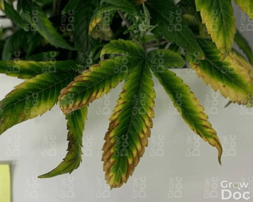 Cannabis Leaf Showing Calcium Deficiency