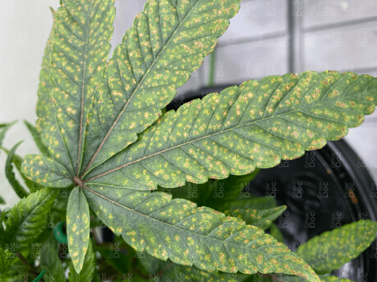Cannabis Leaf with Calcium Deficiency