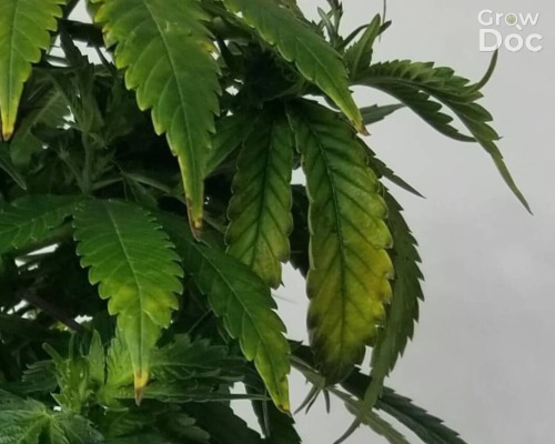 Cannabis Leaf with Boron Deficiency