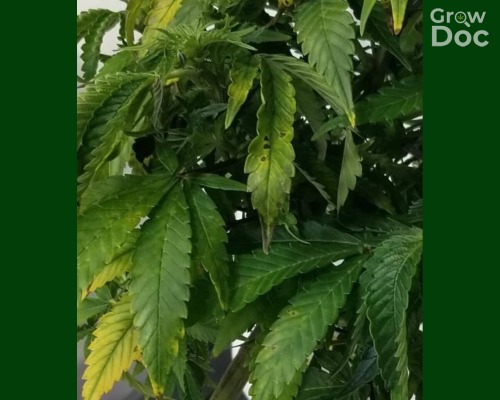 Cannabis Leaf Showing Boron Deficiency