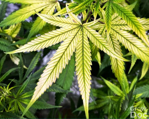 Cannabis Leaf Showing Iron Deficiency