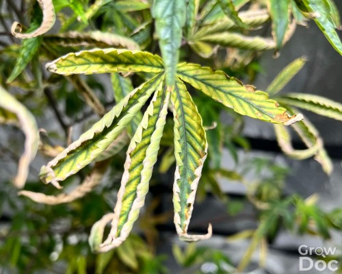 Feuille de cannabis présentant une carence en magnésium