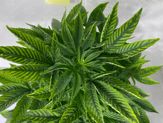Feuille de cannabis présentant une carence en magnésium
