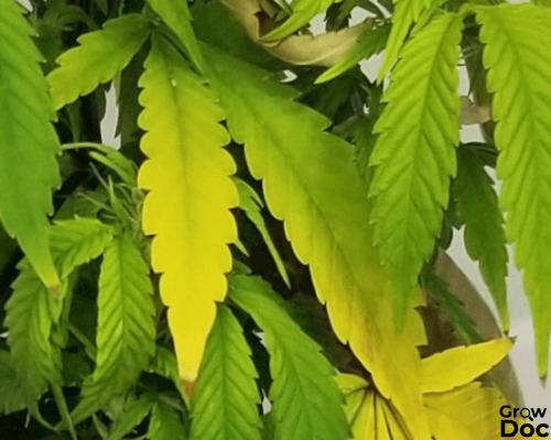 Feuille de cannabis présentant une carence en azote