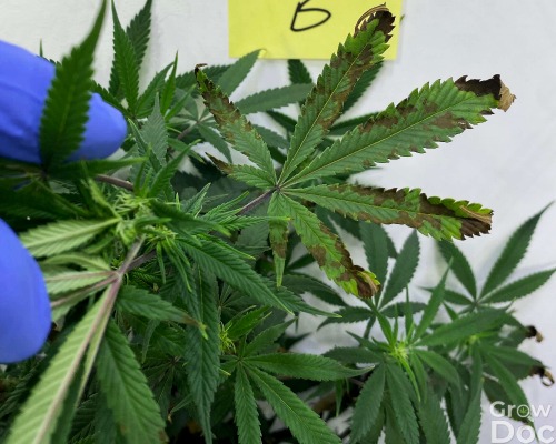 Cannabis Leaf with Phosphorus Deficiency