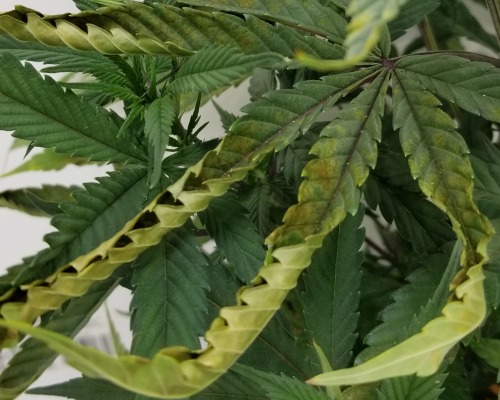 Cannabis Leaf Showing Phosphorus Deficiency