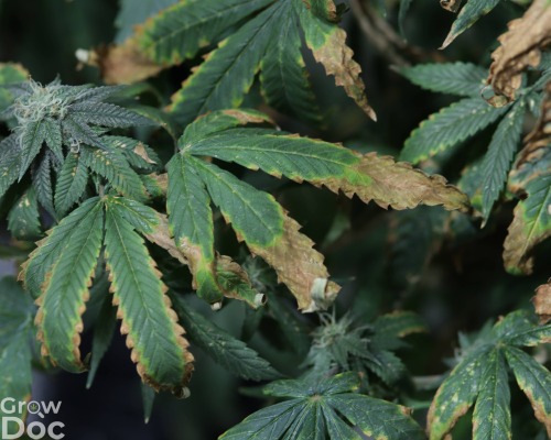 Cannabis Leaf Showing Potassium Deficiency