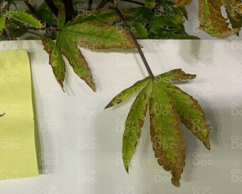 Cannabis Leaf Showing Sulfur Deficiency