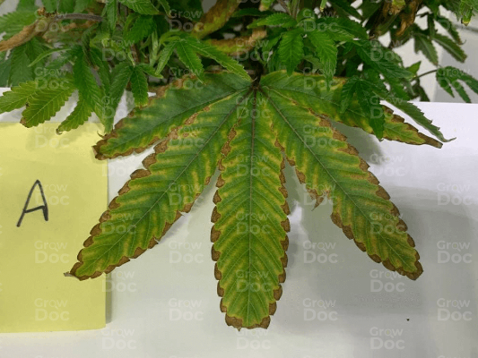 Cannabis Leaf with Sulfur Deficiency